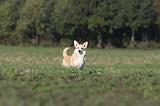 CORGI PEMBROKE 649